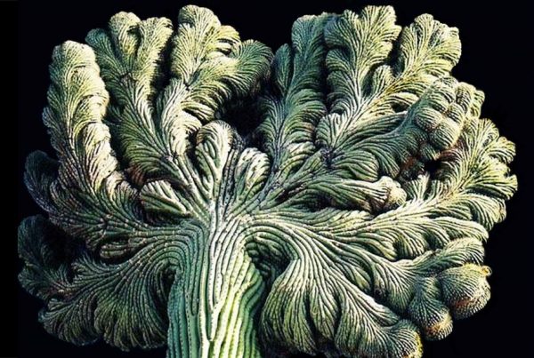 lapparition_du_monstre_cactus_2